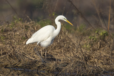 Western Great Egret (w.)