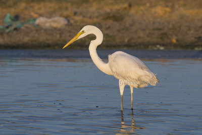 Western Great Egret (w.)
