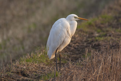 Western Great Egret (w.)