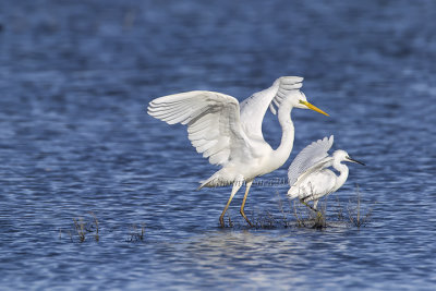 Western Great Egret, Little Egret