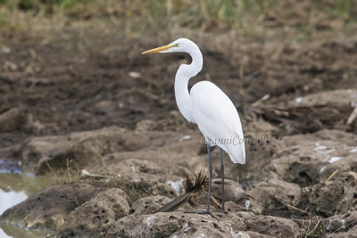 American Great Egret