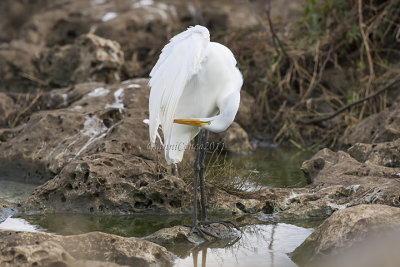 American Great Egret