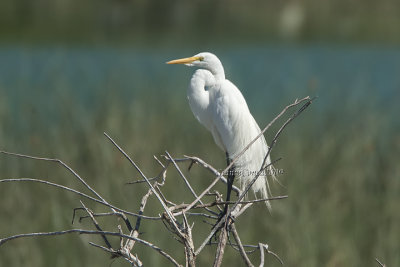American Great Egret