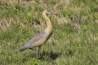 Whistling Heron