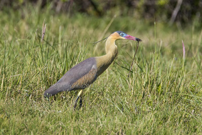 Whistling Heron