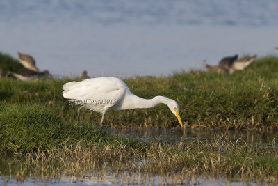 Intermediate Egret