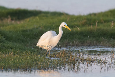 Intermediate Egret