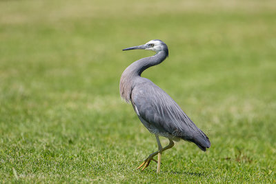 White-faced Heron