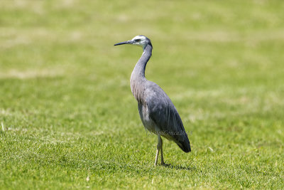 White-faced Heron