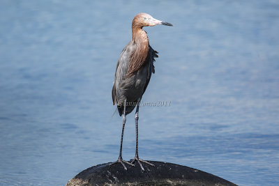 Reddish Egret