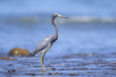Tricolored Heron