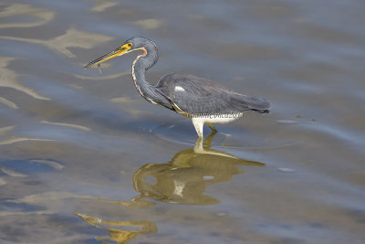 Tricolored Heron