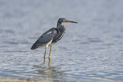 Tricolored Heron