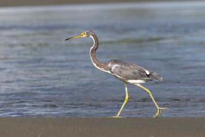Tricolored Heron
