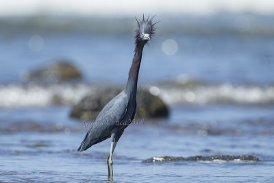 Little Blue Heron