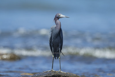 Little Blue Heron