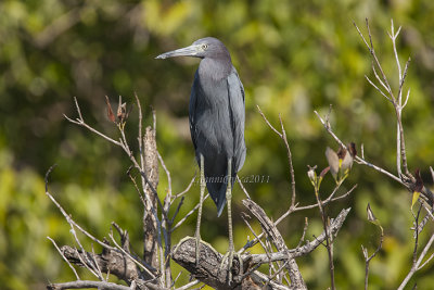 Little Blue Heron