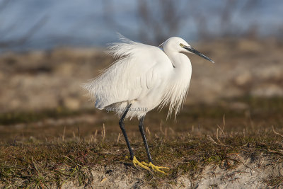 Little Egret