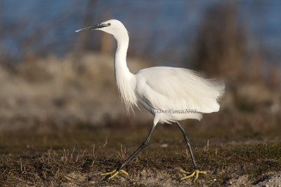 Little Egret