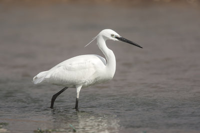 Little Egret