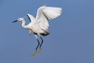 Little Egret