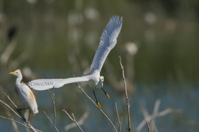 Snowy Egret