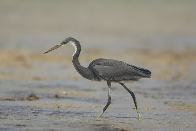 Indian Reef Heron (dark phase)