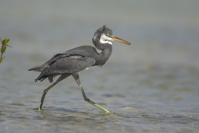 Indian Reef Heron (dark phase)