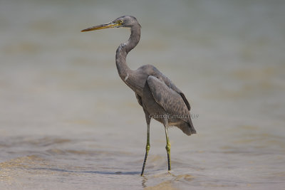 Indian Reef Heron (juv.)