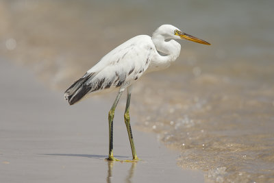 Indian Reef Heron (juv.)