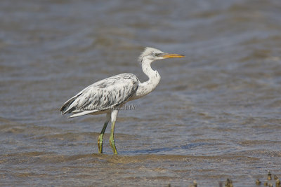Indian Reef Heron (juv.)