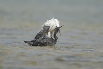 Indian Reef Heron (w. & d. ph.)