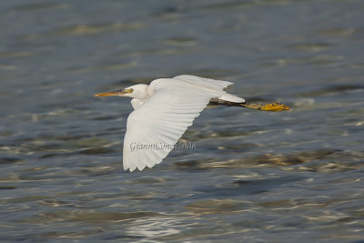 Ardeidae 2