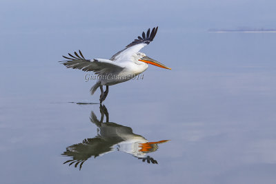 Dalmatian Pelican