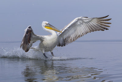 Dalmatian Pelican