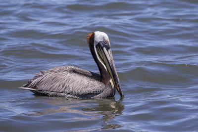 Brown Pelican