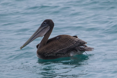 Brown Pelican (juv.)