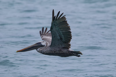 Brown Pelican 