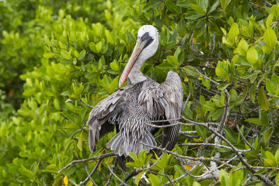 Brown Pelican