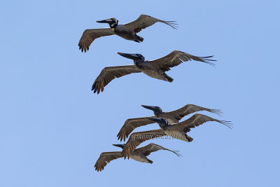 Brown Pelican 