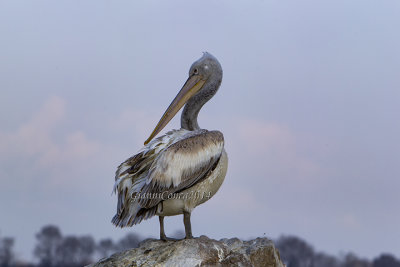 Pelecanidae