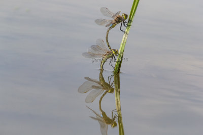 Anax ephippiger (tandem)