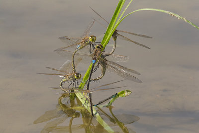 Anax ephippiger (tandem)