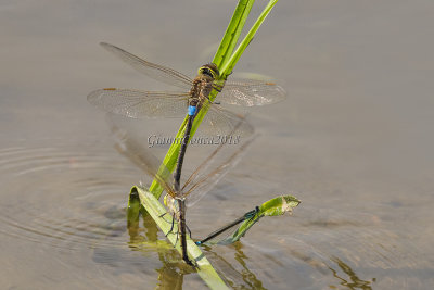 Anax ephippiger  (tandem)