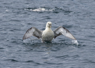 Fulmar