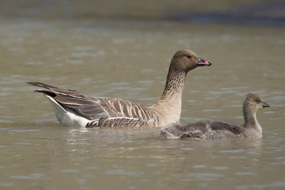Pink-footed Goose with chick