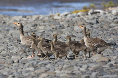 Greylag Geese with chicks