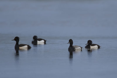 Lesser Scaup