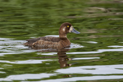 Greater Scaup (f.)