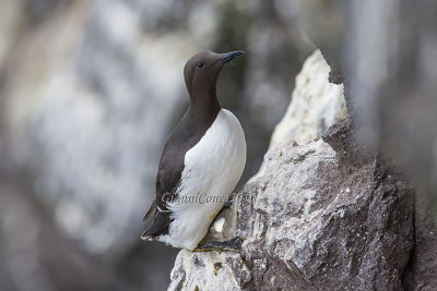 Common Murre